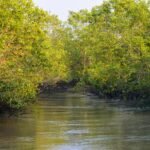 Enchanted Delta: Exploring the Wonders of the Sundarbans