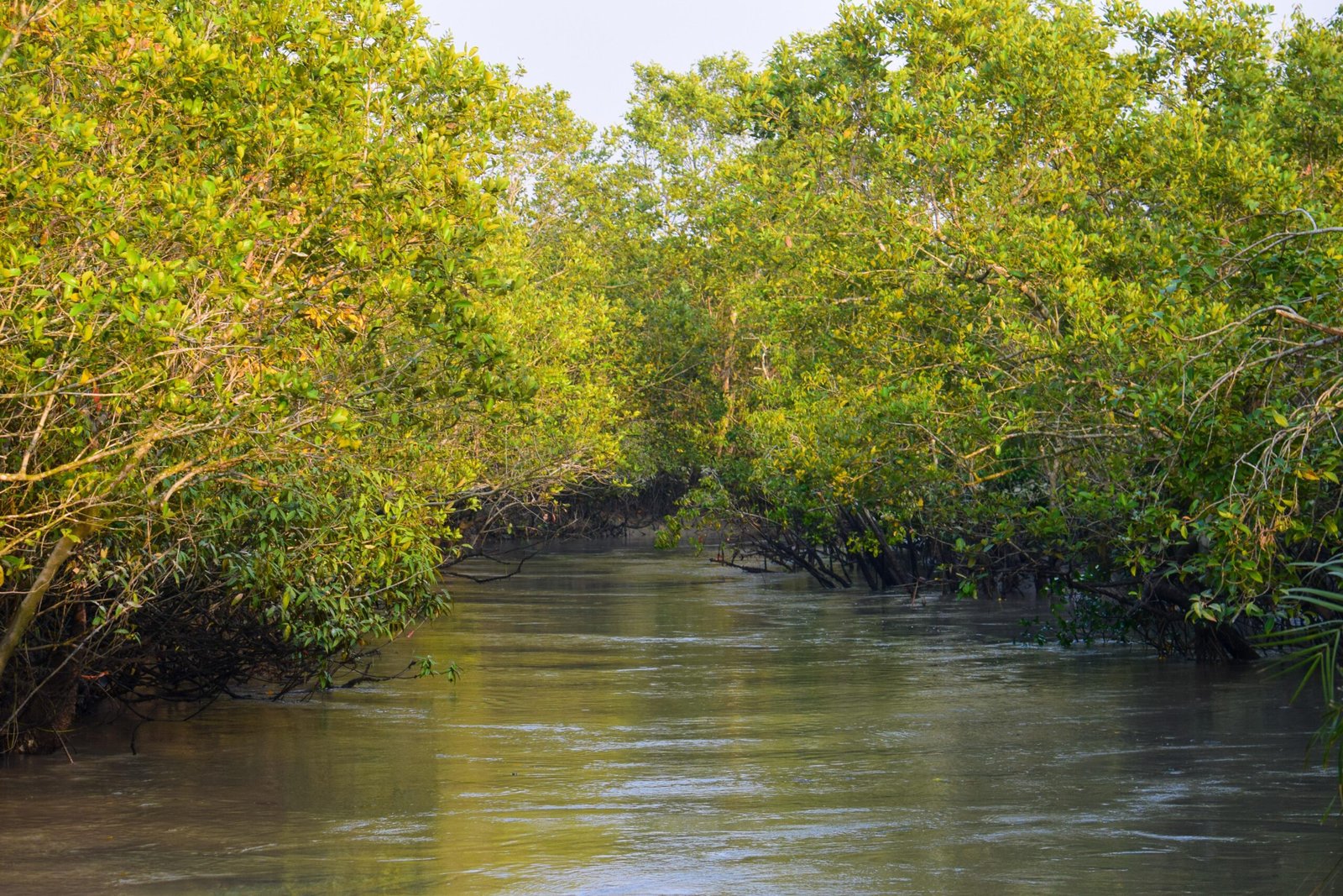 Enchanted Delta: Exploring the Wonders of the Sundarbans