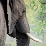 The Majestic Asian Elephant: A Symbol of Wisdom, Culture, and Conservation