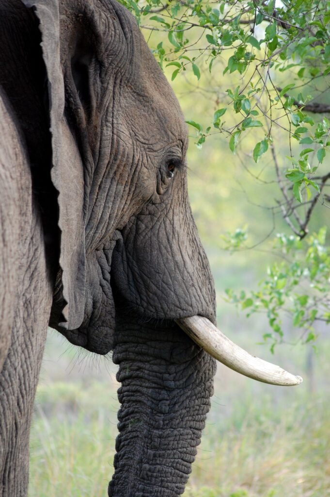 The Majestic Asian Elephant: A Symbol of Wisdom, Culture, and Conservation