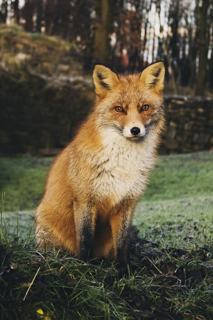 The Asia’s Enigmatic Wild Dog: Dhole