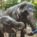 Discovering Tranquility: Exploring Khao Sok National Park, Thailand