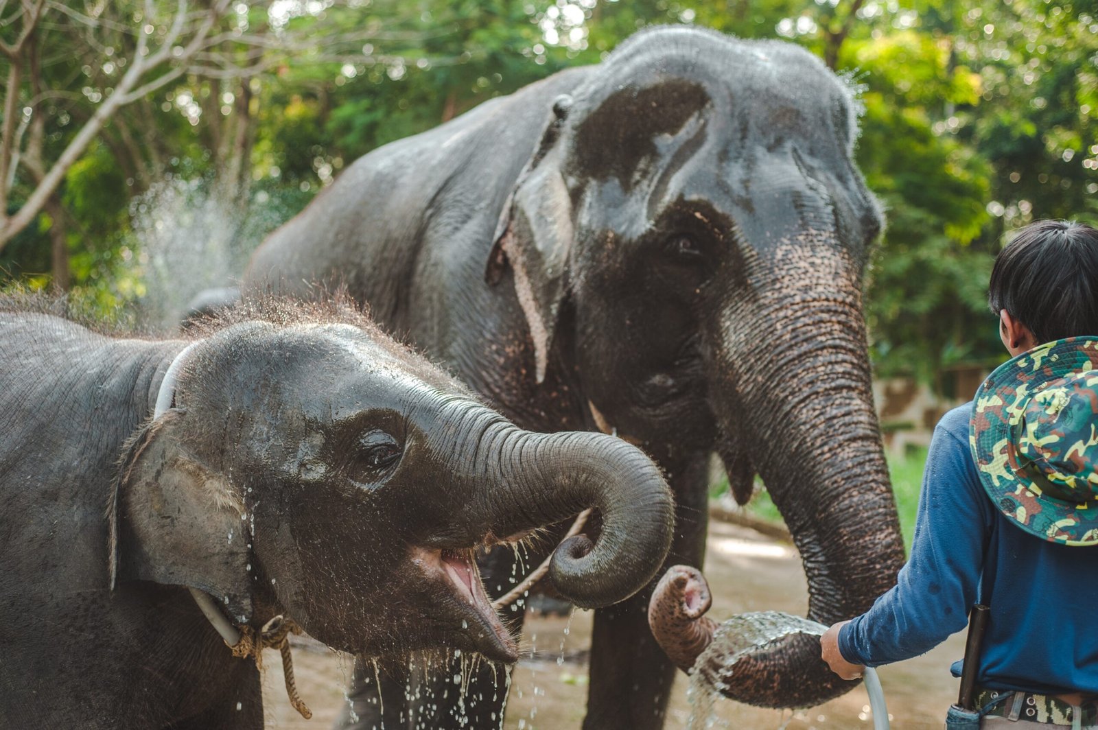 Discovering Tranquility: Exploring Khao Sok National Park, Thailand