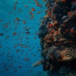 Submerged Splendor: Exploring the Enigmatic Maldives Underwater Hotel Experience