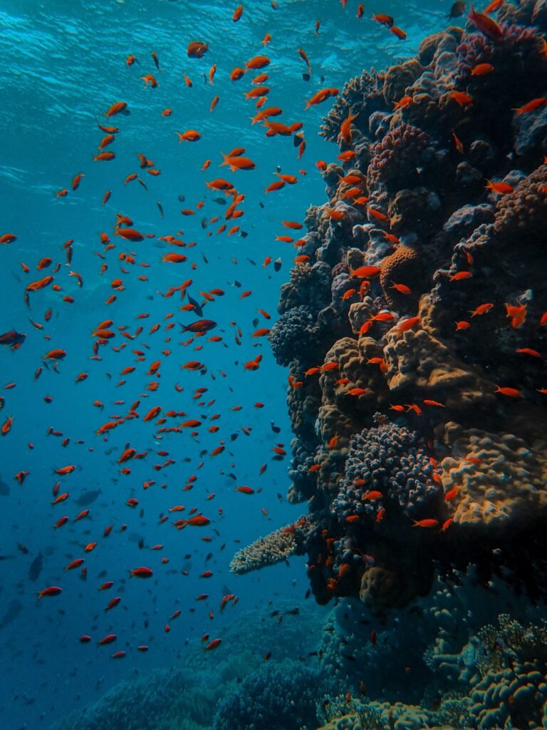 Submerged Splendor: Exploring the Enigmatic Maldives Underwater Hotel Experience