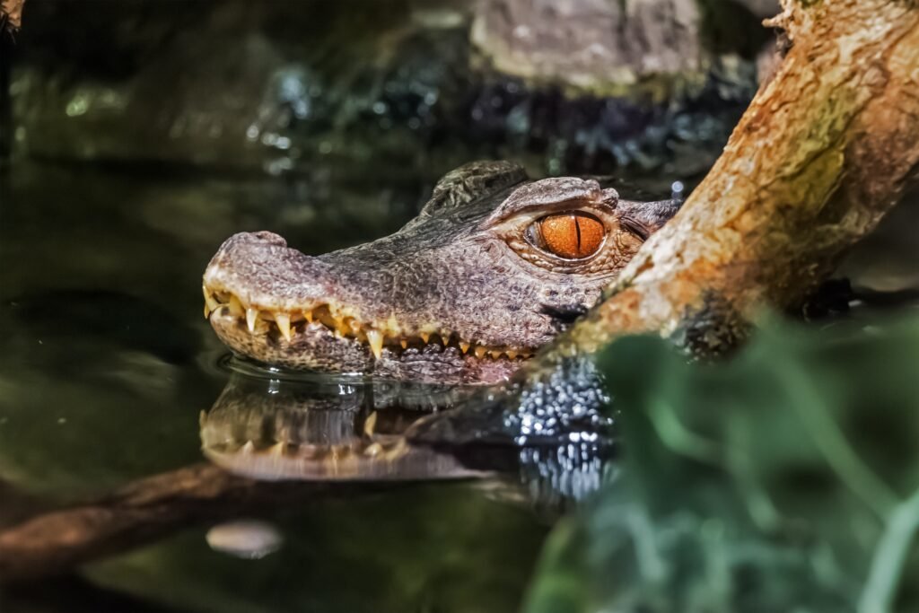 The Saltwater Crocodile