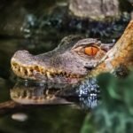 The Saltwater Crocodile