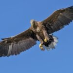 The Philippine Eagle