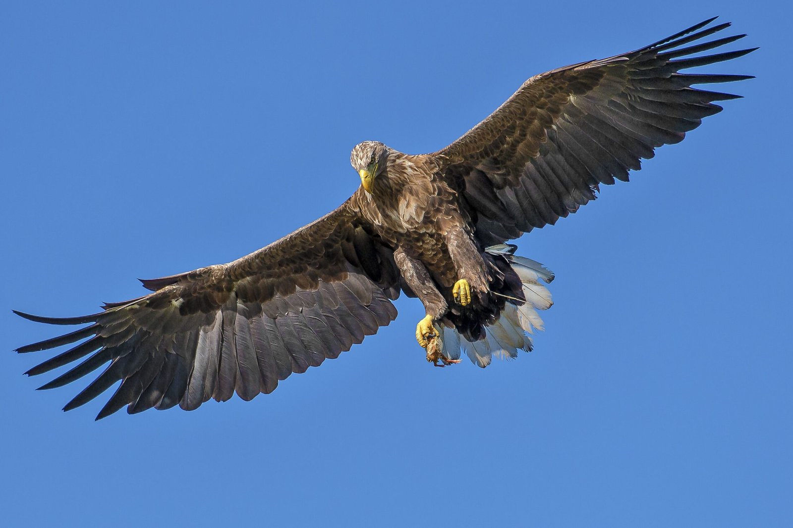 The Philippine Eagle