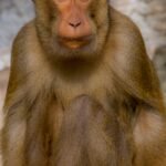 The Rhesus Macaque