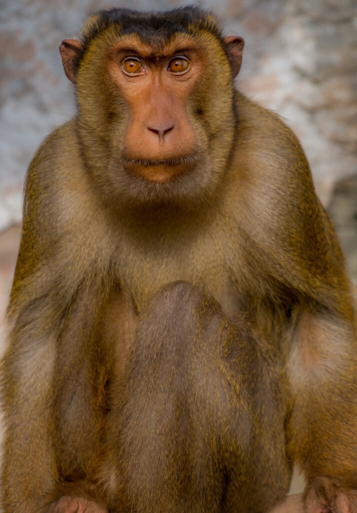 The Rhesus Macaque