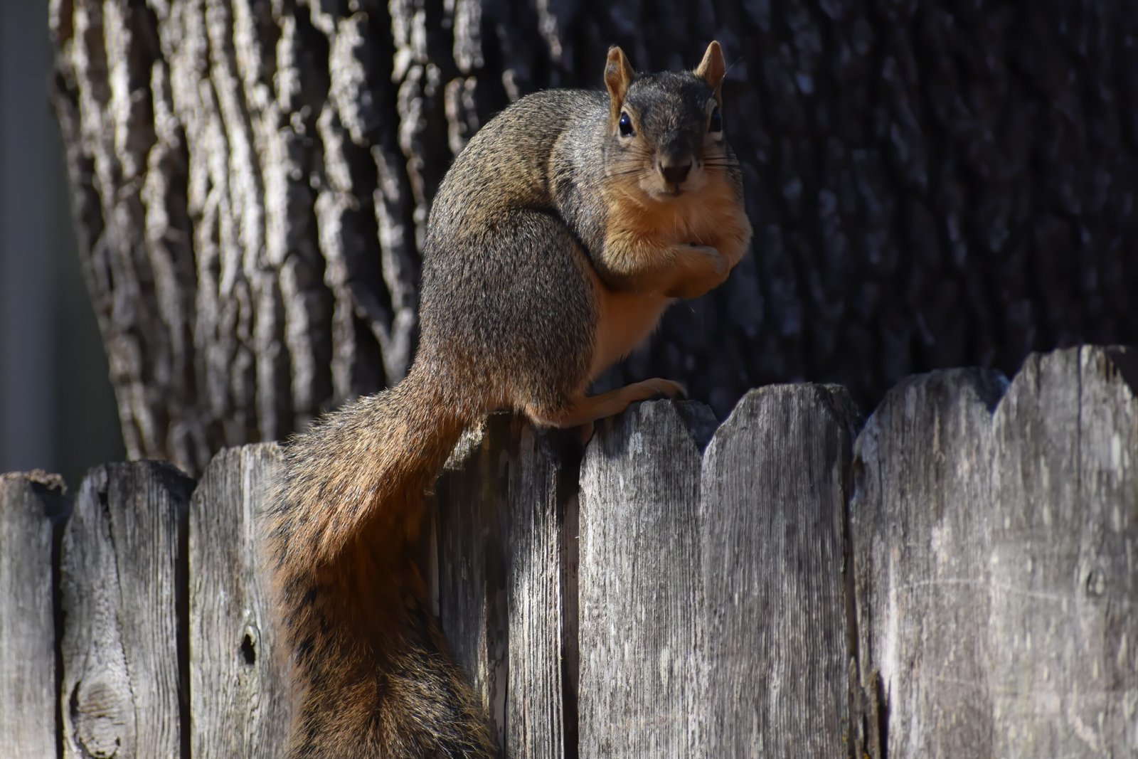 The Indian Giant Squirrel