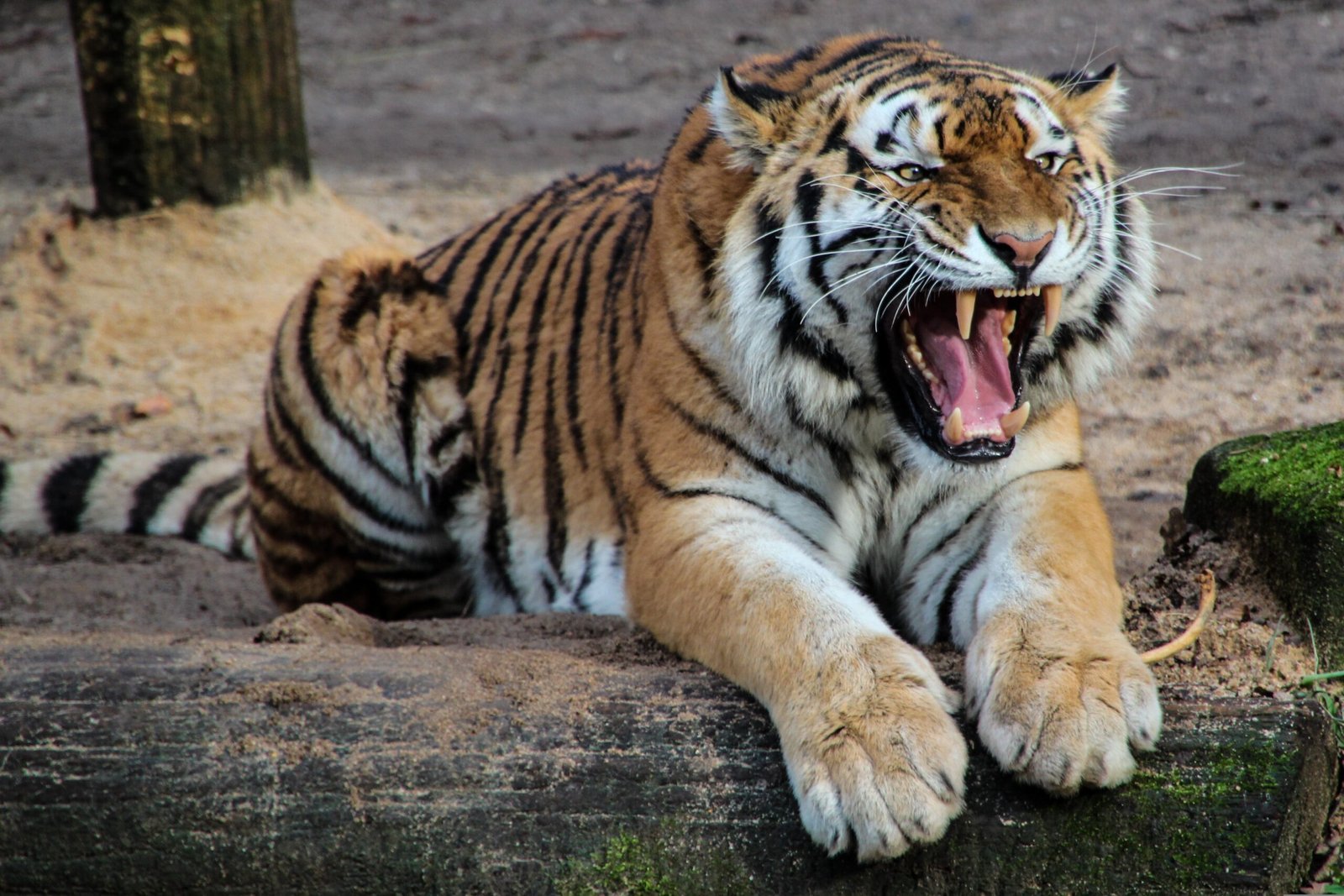 The Majestic Tiger: A Closer Look into the Enigmatic World of Nature’s Finest Predator