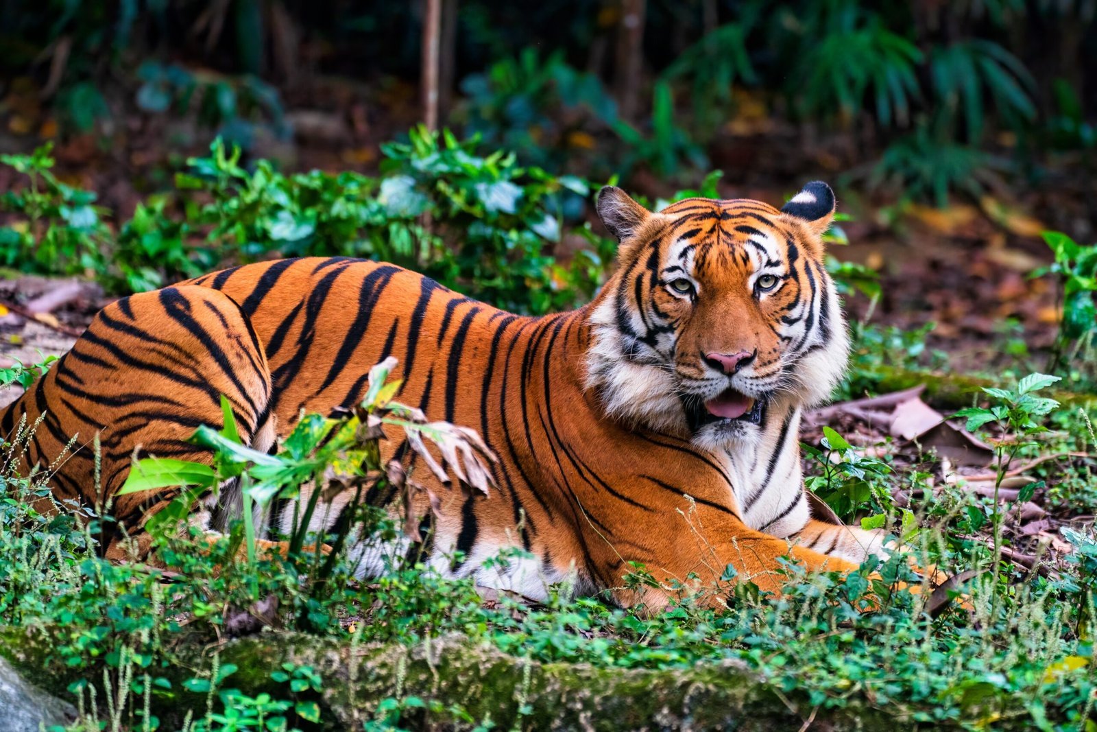 The Malayan Tiger