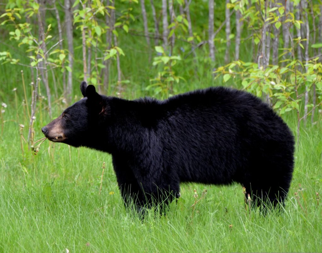 Asian Black Bear