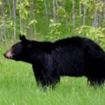 Asian Black Bear