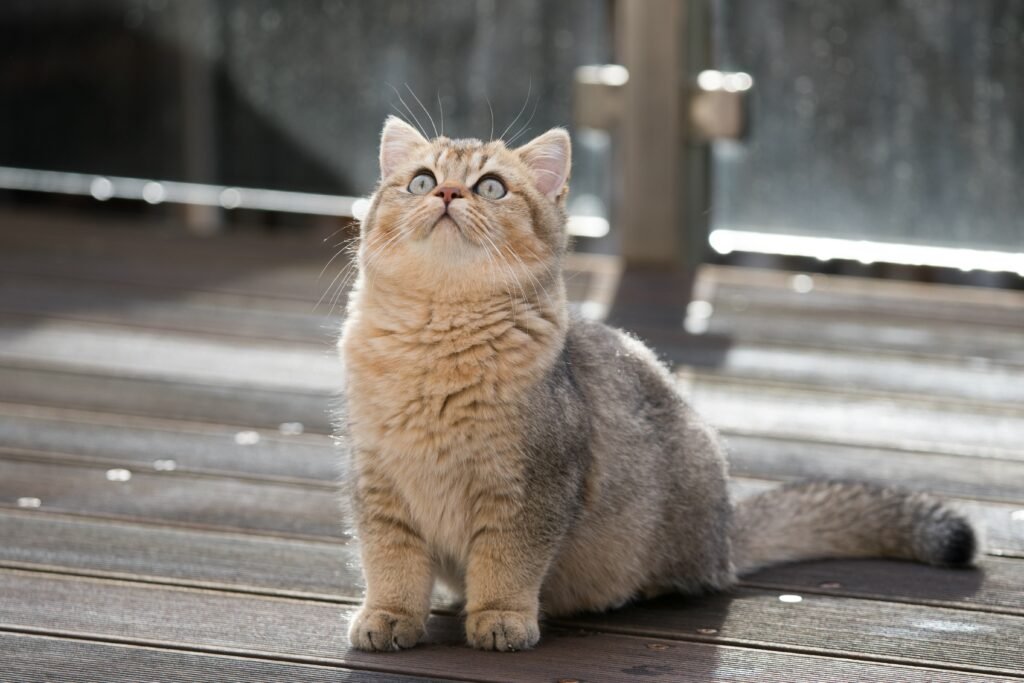 Asian Golden Cat