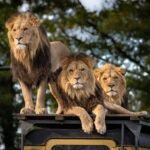 Understanding the Social Structure of African Lion Prides