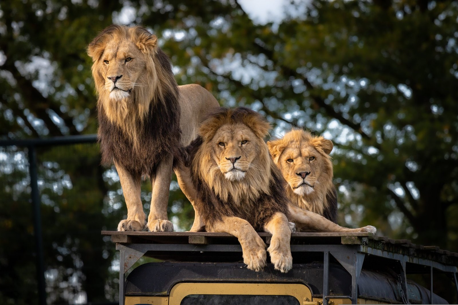 Understanding the Social Structure of African Lion Prides