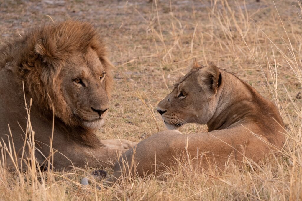 The Majestic African Lion: Exploring Its Power, Size, and Strength