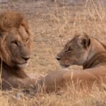 The Majestic African Lion: Exploring Its Power, Size, and Strength