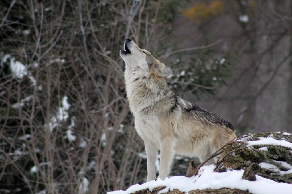 The Majestic and Mighty Gray Wolf: Exploring the Enormous Power and Size of Canis Lupus