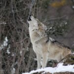 The Majestic and Mighty Gray Wolf: Exploring the Enormous Power and Size of Canis Lupus