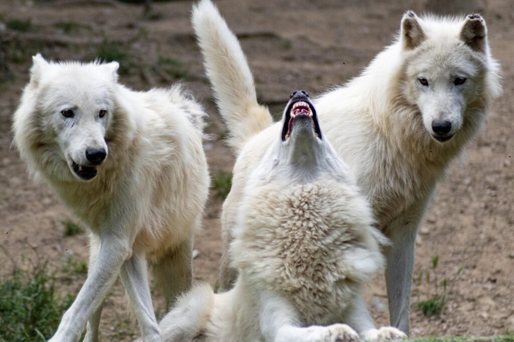 The Social Dynamics of Gray Wolf Packs: Structure, Size, and Strength