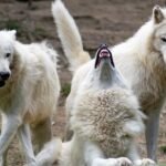 The Social Dynamics of Gray Wolf Packs: Structure, Size, and Strength