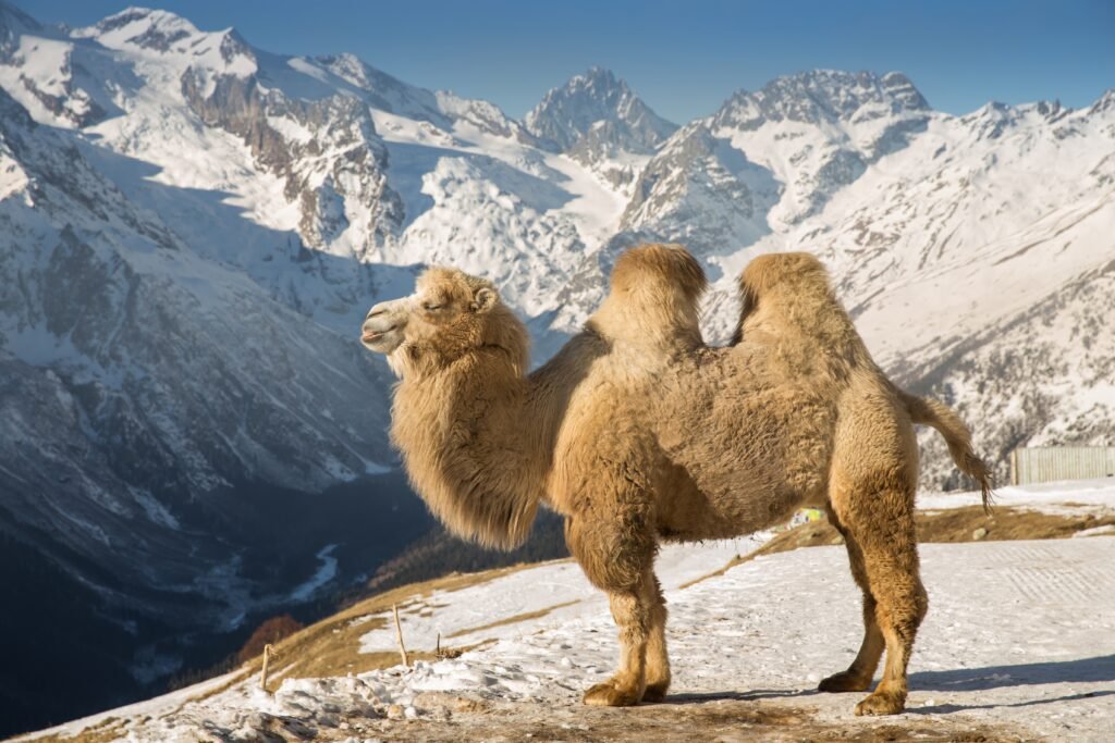 Everything You Need to Know About the Double-Humped Bactrian Camel