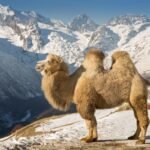 Everything You Need to Know About the Double-Humped Bactrian Camel