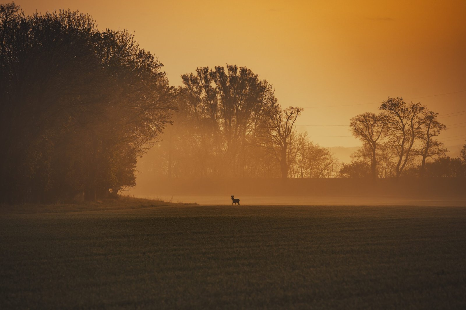 Exploring the Enigmatic Siberian Musk Deer: An In-Depth Look