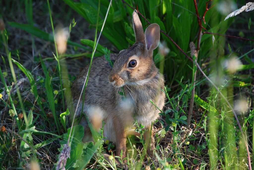 The World’s Fastest Rabbit: The Jackrabbit