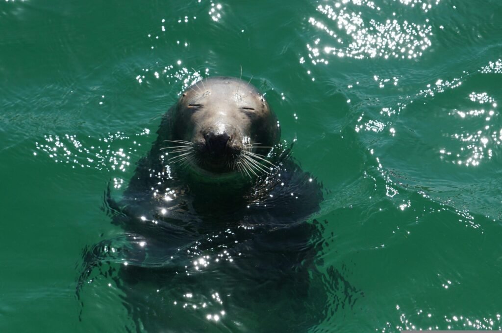 What You Should Know About the Asian Elephant Seal