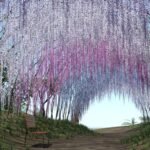 Exploring the Enchantment of the Wisteria Tunnel in Japan: A Comprehensive Review