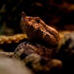 Understanding the Russell’s Viper: Size, Venom, and Dangers