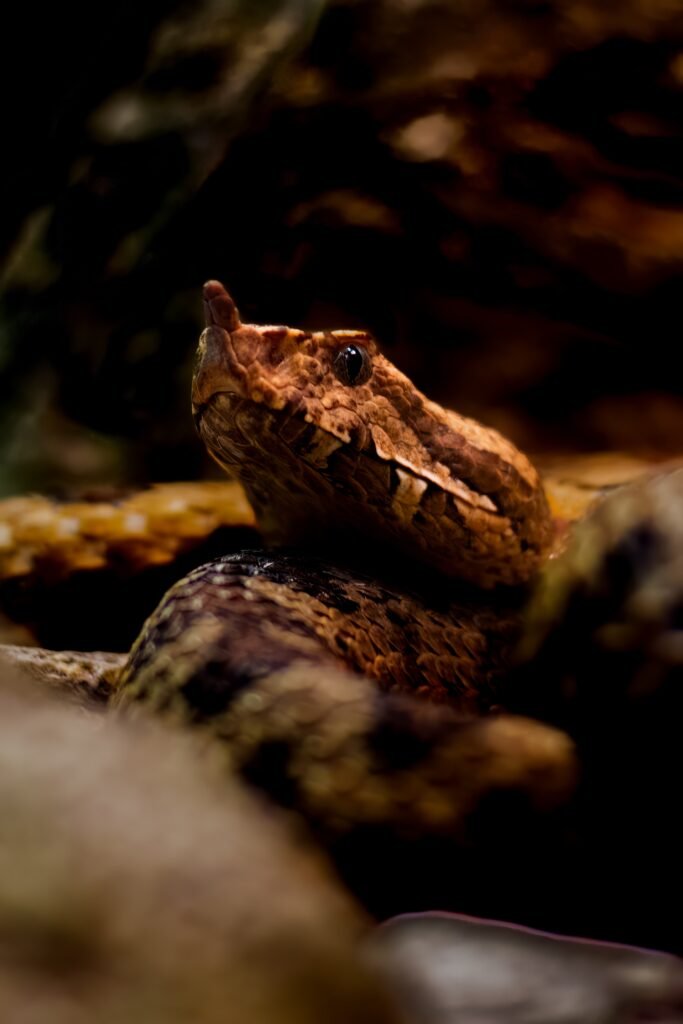 Understanding the Russell’s Viper: Size, Venom, and Dangers